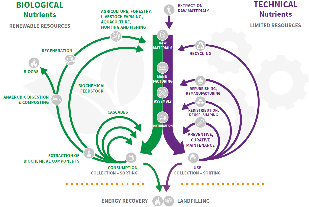 The two virtuous cycles