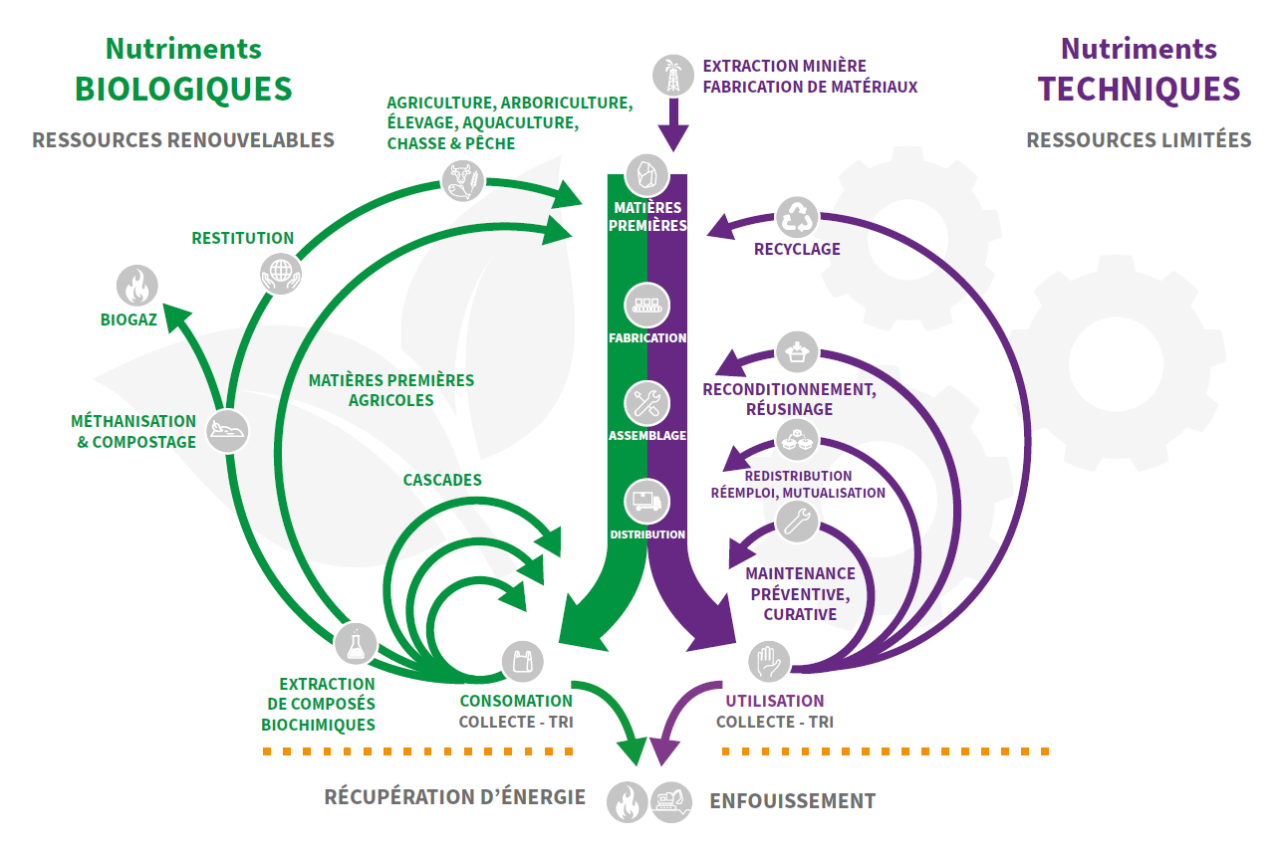 Les deux cycles vertueux