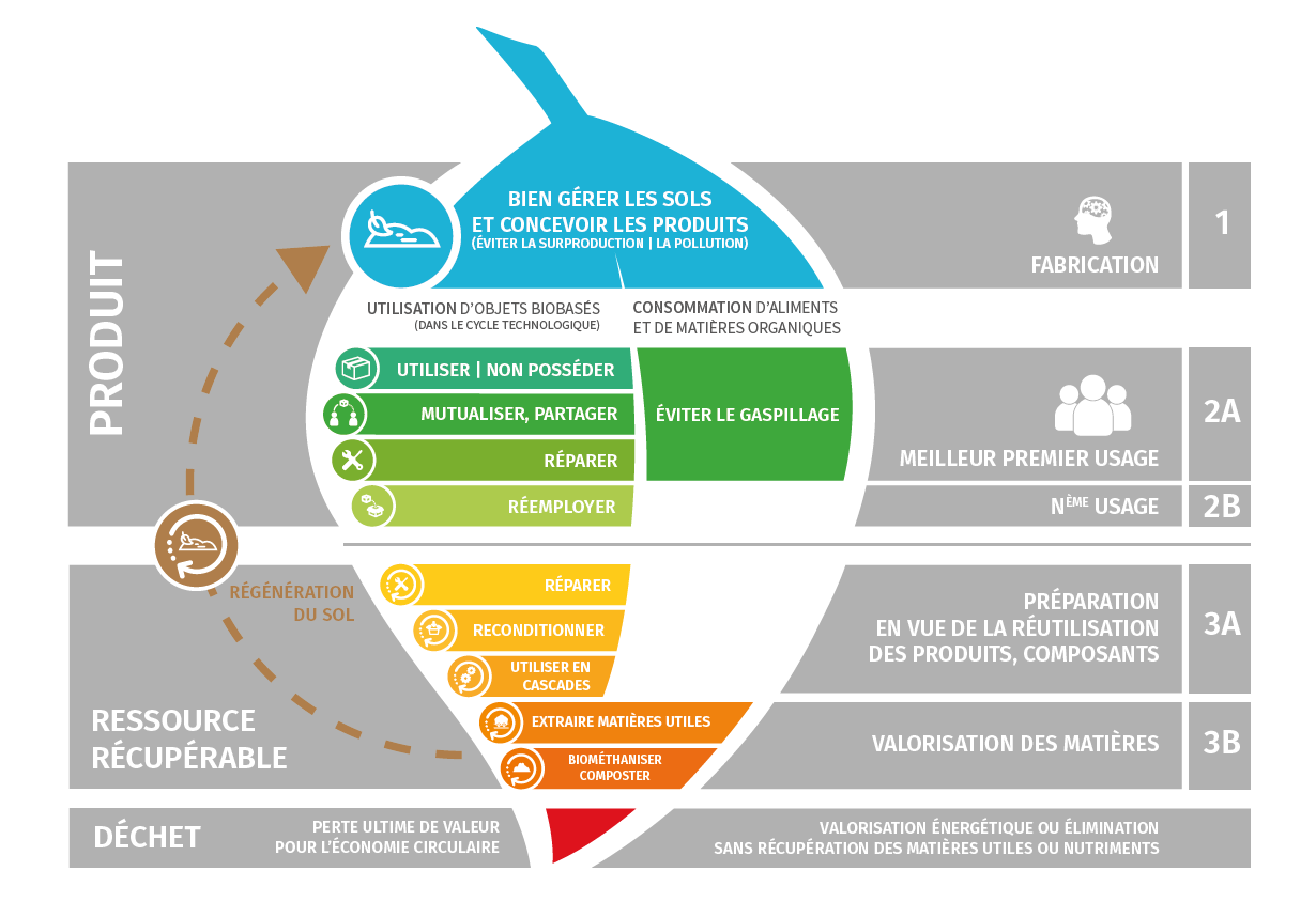 La feuille du cycle biologique